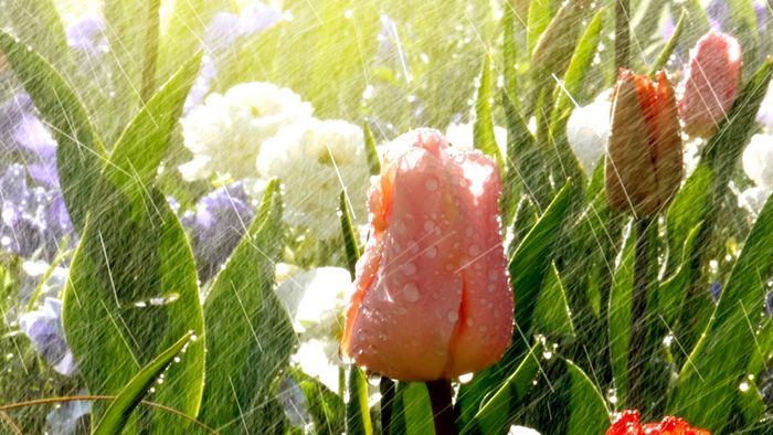 A bed of tulips that have recently been watered or rained on.